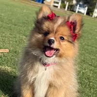 Shakira, a female Pomeranian for sale in Naples, FL – Photo 3 of 3