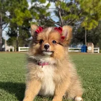 Shakira, a female Pomeranian for sale in Naples, FL – Photo 1 of 3