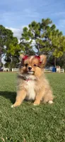 Shakira, a female Pomeranian for sale in Naples, FL – Photo 1 of 3