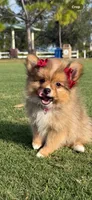 Shakira, a female Pomeranian for sale in Naples, FL – Photo 2 of 3