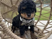 Gismo , a male Poodle - Toy  for sale in Naples, FL – 2 of 3