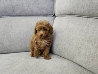 Gus, a male Poodle - Toy  for sale in Naples, FL – 3 of 3