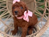 Puppy 1 , a female Poodle - Toy  for sale in Naples, FL – 3 of 3