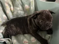 Sky, a male French Bulldog for sale in Naples, FL – 2 of 2