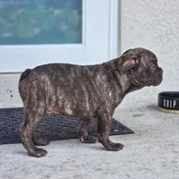Sky, a male French Bulldog for sale in Naples, FL – 3 of 5