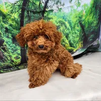 Blue, a male Poodle - Toy  for sale in Naples, FL – Photo 4 of 4