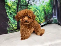 Blue, a male Poodle - Toy  for sale in Naples, FL – Photo 1 of 3