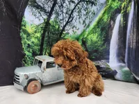 Blue, a male Poodle - Toy  for sale in Naples, FL – Photo 2 of 3