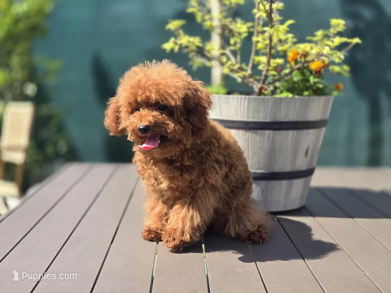 Blue – Poodle - Toy  puppy for sale in Naples, FL