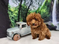 Blue, a male Poodle - Toy  for sale in Naples, FL – Photo 3 of 3