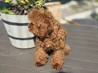 Blue, a male Poodle - Toy  for sale in Naples, FL – Photo 2 of 4