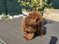 Blue, a male Poodle - Toy  for sale in Naples, FL – Photo 3 of 4