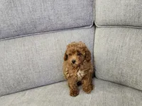 Gus, a male Poodle - Toy  for sale in Naples, FL – 2 of 3