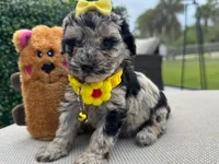 Susie , a female Poodle - Toy  for sale in Naples, FL – 3 of 3