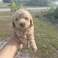 Lia, a female Poodle - Toy  for sale in Naples, FL – 3 of 3