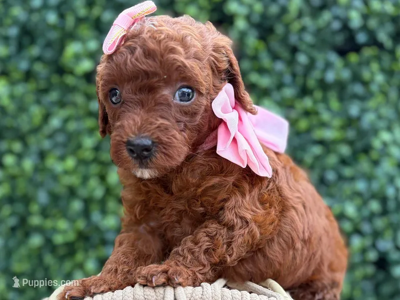 Puppy 1  – Poodle - Toy  puppy for sale in Naples, FL
