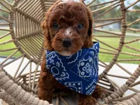 Puppy 4, a male Poodle - Toy  for sale in Naples, FL – 2 of 3