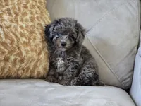 Payton, a male Poodle - Toy  for sale in Naples, FL – 3 of 7