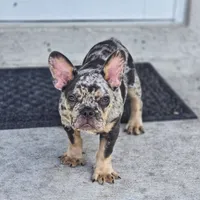 Pearl, a female French Bulldog for sale in Naples, FL – 2 of 3