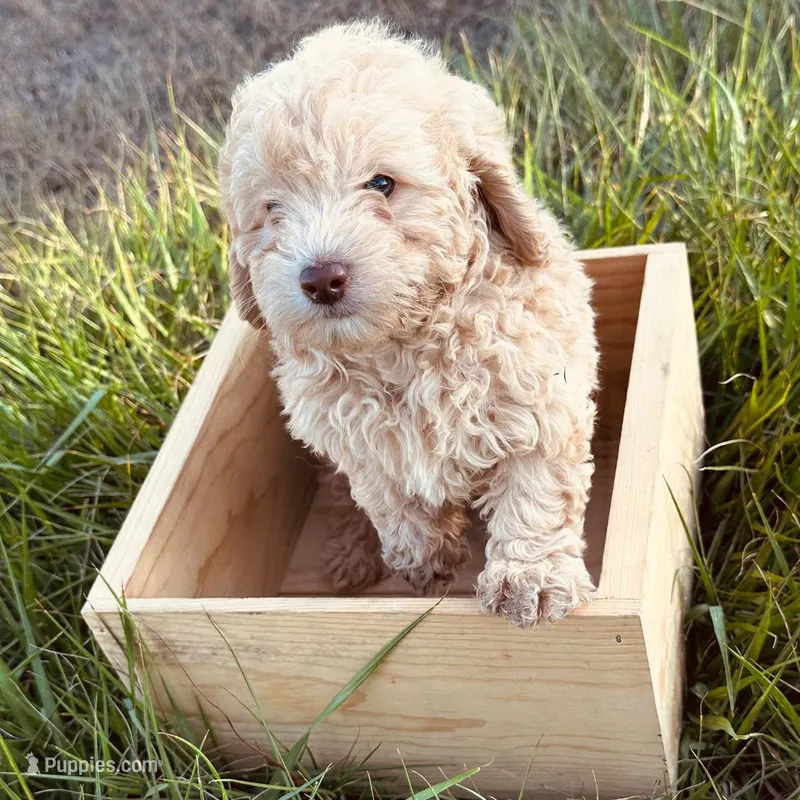 Carmel  – Poodle - Toy  puppy for sale in Naples, FL