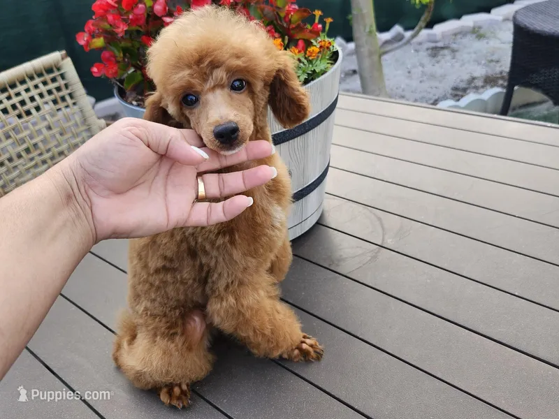 Jason – Poodle - Toy  puppy for sale in Naples, FL