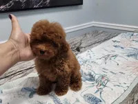 Jason, a male Poodle - Toy  for sale in Naples, FL – Photo 2 of 2