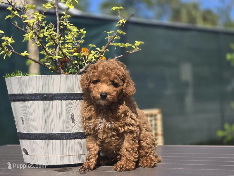 Jason – Poodle - Toy  puppy for sale in Naples, FL