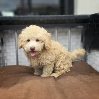 Carmel , a male Poodle - Toy  for sale in Naples, FL – 3 of 6
