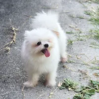 Moti, a female Shiranian for sale in Naples, FL – 2 of 4