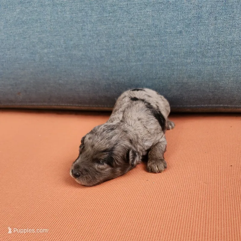 Presley – Poodle - Toy  puppy for sale in Naples, FL