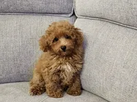 Penelope , a female Poodle - Toy  for sale in Naples, FL – 1 of 3