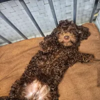 Coco, a male Poodle - Toy  for sale in Naples, FL – 2 of 5