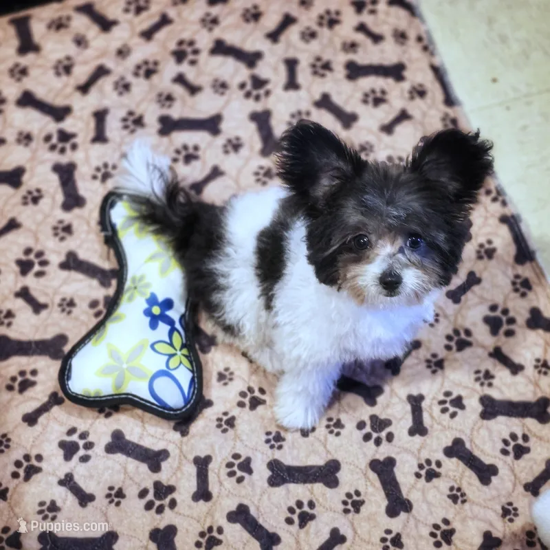 Teacup Phoebe  – Poodle - Toy , Shiranian puppy for sale in Lehigh Acres, FL