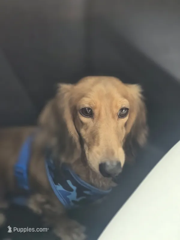 Kai – Miniature Dachshund puppy for sale in Lehigh Acres, FL