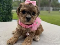 Sassy, a female Poodle - Toy  for sale in Naples, FL – 3 of 3