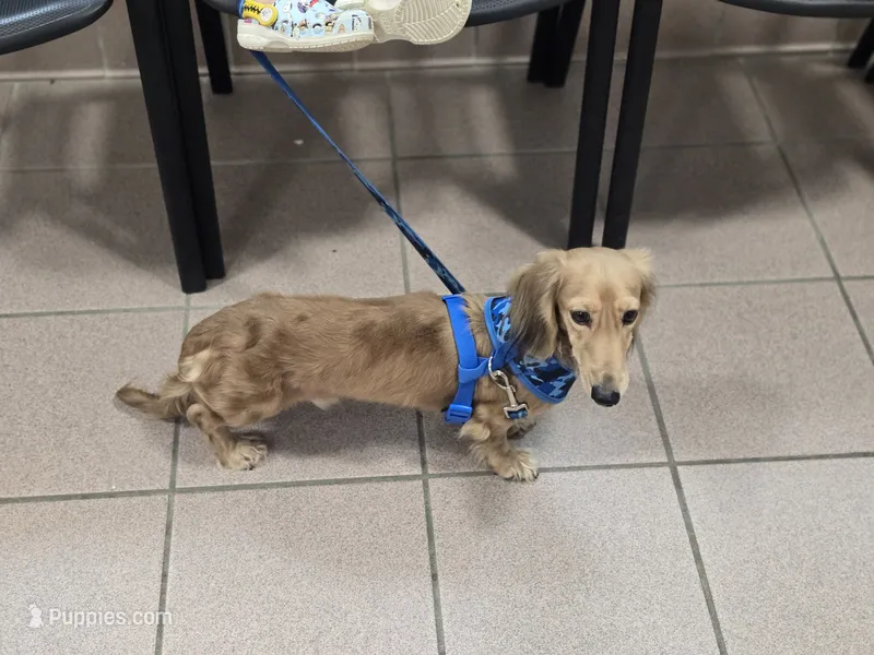 Kai – Miniature Dachshund puppy for sale in Lehigh Acres, FL