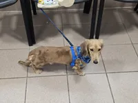 Kai, a male Miniature Dachshund for sale in Lehigh Acres, FL – 1 of 5