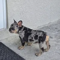 Pearl, a female French Bulldog for sale in Naples, FL – 3 of 3