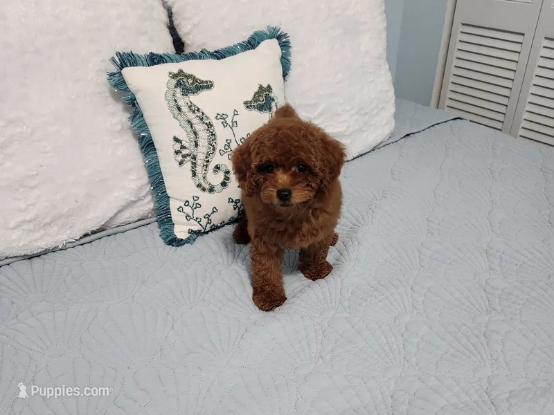 Chip – Poodle - Toy  puppy for sale in Naples, FL