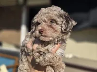 Tiny Tootsie, a female Poodle - Toy  for sale in Naples, FL – Photo 3 of 3