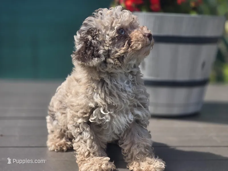 Tiny Tootsie – Poodle - Toy  puppy on hold in Naples, FL