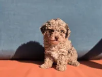 Tiny Tootsie, a female Poodle - Toy  for sale in Naples, FL – Photo 2 of 3