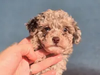 Tiny Tootsie, a female Poodle - Toy  for sale in Naples, FL – Photo 1 of 3