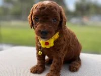 Puppy 3, a female Poodle - Toy  for sale in Naples, FL – 3 of 3