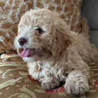 Carmel , a male Poodle - Toy  for sale in Naples, FL – 2 of 3