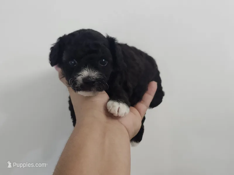 Jax – Poodle - Toy  puppy for sale in Naples, FL
