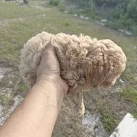 Lia, a female Poodle - Toy  for sale in Naples, FL – 2 of 3