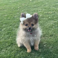 Tilly, a female Pomeranian for sale in Naples, FL – Photo 2 of 2