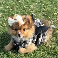 Tilly, a female Pomeranian for sale in Naples, FL – Photo 1 of 2