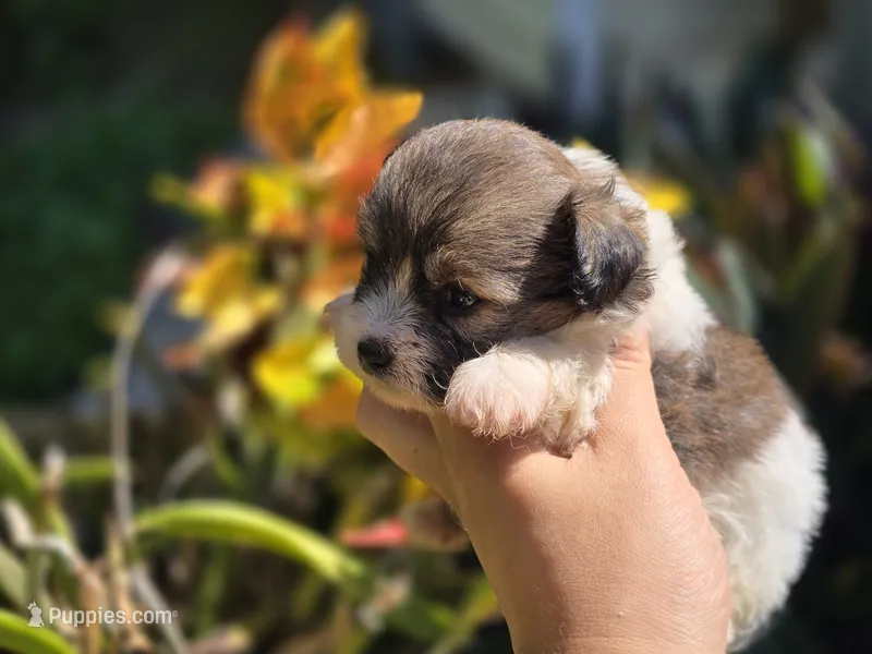 Cali – Poodle - Toy , Shiranian puppy for sale in Naples, FL
